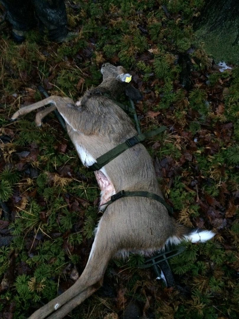 The rack packer Deer cart The Hunting Beast